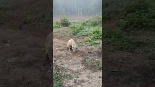 Pitbull puppy female dog doglover animals pets  stutas  shorts  viral [upl. by Rolyks]