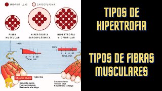 Tipos De Hipertrofia Y Tipos De Fibras Musculares │ Conocimiento [upl. by Adehsor896]