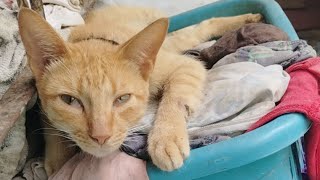 PCF amp Mam is live Live for my adopted cats WH Thanks for your love and support [upl. by Aicala]