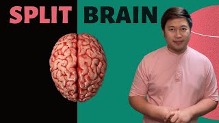 WHAT IS IT LIKE TO BE A SPLIT BRAIN PATIENT [upl. by Mychael296]