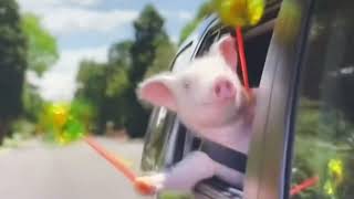 Geico ￼pig from Geico commercial￼ wee wee wee 48 seconds [upl. by Demetri]