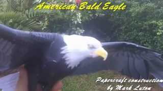 My Second ever Papercraft model  American Bald Eagle [upl. by Betthel]