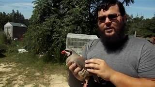 Raising Chukar Partridge [upl. by Juli]