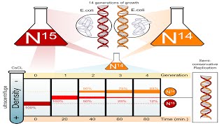 Meselson and Stahl Experiment [upl. by Brandyn]