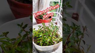 How To Grow Emersed Plant at Home খুব সহজে বানিয়ে নিন aquarium plantedtank aquascape aquaplant [upl. by Larue848]