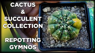 Repotting Gymnocalycium  Cactus amp Succulent Collection [upl. by Notseh719]