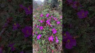 Heen Bovitiya  හීන් බෝවිටියා  Osbeckia octandra Endemic Ayurvedic Plant in Sri Lanka plants sl [upl. by Naedan919]