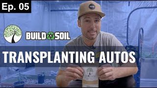 BuildASoil TRANSPLANTING AUTOS TO EARTHBOXES Season 4 Episode 5 [upl. by Alisia828]