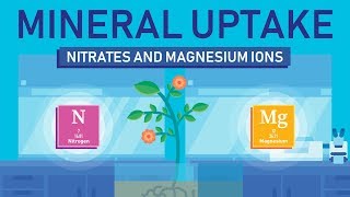 Transport in Plants  Uptake and Transport of Mineral Nutrients  Class 11 BiologyNEETAIIMS [upl. by Dovev]