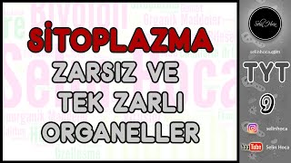 15 Sitoplazma 1 Zarsız ve Tek Zarlı Organeller [upl. by Tonry]