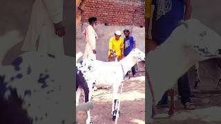 Deva is Bakri palla likha hai Insan wali video [upl. by Ambrosi]