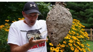 3 HORNETS Nests  Keeping Hornets as Pets  Wasp Nest Removals [upl. by Mich]