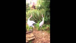 Brolga trumpeting [upl. by Solohcin]