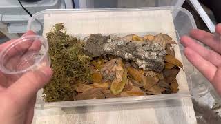 Guide To Breeding And Keeping Isopods In 1 Minute [upl. by Crescint]