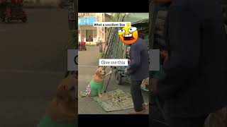 What a excellent boe 🫣🤣 funnyanimal rockythecutie funny comedyfilms comedymovies cuterocky p [upl. by Rabkin]