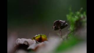 feuilles et champignons dautomne [upl. by Ahon]