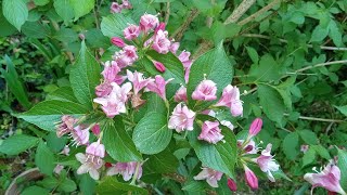 Florida Pink Weigela weigela Imelda Ingram USA [upl. by Ayidan513]