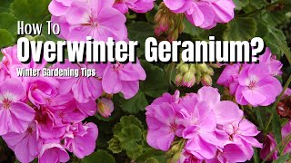 How To Overwinter Geranium Plants Winter Gardening Tips [upl. by Linden]