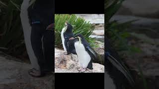 2 Rockhopper penguin [upl. by Ellenoj]