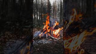 Survival Skills Resurrect Your Dead Campfire survival lifehacks camping [upl. by Divine]