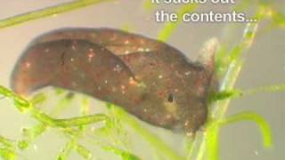 Elysia chlorotica  photosynthetic sea slug movie 1 [upl. by Bandur]