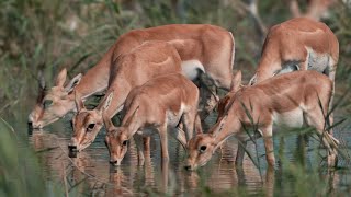 Şirvan Milli Parkında Ceyranları müşahidə etdik We observed gazelles in Shirvan National Park [upl. by Ahsilahk]