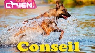 10 des tendances Conseil pour chien qui a peur de leau donné par Eric Tramson [upl. by Aidni492]