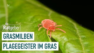 Grasmilben – Lästige Plagegeister  Ratgeber [upl. by Morette]