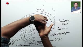 Anatomy of Heart  Grooves sulci  Borders  Surfaces  PharmD By Muneeb [upl. by Felder745]