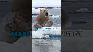 Polar Bears Are More Terrifying Than You Think 🐻‍❄️ [upl. by Vish969]