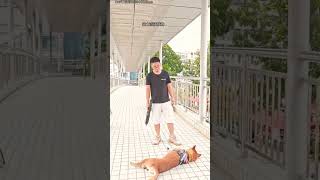 I am training my dogs shortvideos pets [upl. by Moreville]