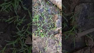 Bermuda grass at one week [upl. by Notanhoj760]