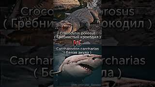 Carcharodon carcharias  Белая Акула  VS Crocodylus porosus  Гребнистый Крокодил  4К [upl. by Michaella]