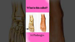 What is this called Foot 🦶👣 Anatomy 👈youtube ytshorts foot anatomy [upl. by Qiratla]