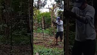 How to make trellis for long bean or sitaw plant howtomaketrellissitawlongbean [upl. by Farland]