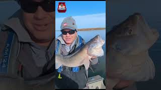 INSANE 31quot WALLEYE fishing fish walleye [upl. by Nawrocki]