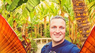 Rare Plants in a Jungle Ravine amp the AMAZING Exotic Garden at RHS Wisley [upl. by Krystle263]