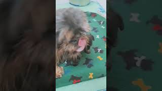 Brussels griffon puppies at 4 weeks old brusselsgriffon puppy [upl. by Hausmann324]