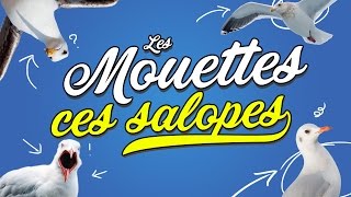 Top 8 des raisons de détester les mouettes [upl. by Kerk]