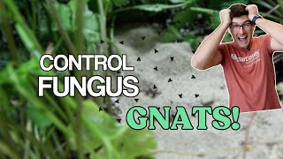 5 EASY Ways to WIN Against Fungus Gnats [upl. by Arhez]