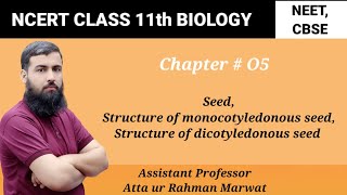 Seed Structure of monocotyledonous seed  structure of dicotyledonous seed NCERT Class 11 Biology [upl. by Irmgard]