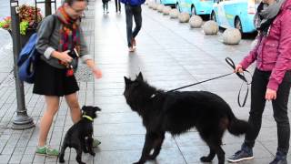 belgian shepherd groenendael [upl. by Ecinuahs237]