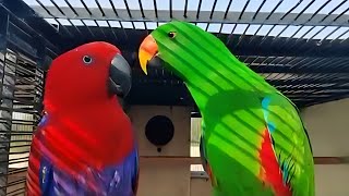 Eclectus Parrot breeding pair [upl. by Mirabella]