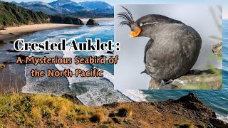 Crested Auklet  A Mysterious Seabird of the North Pacific auklet birds Animals [upl. by Dixie496]