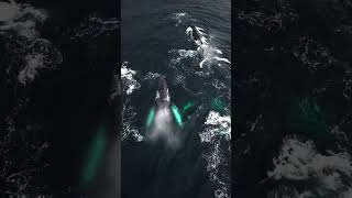 Humpback Whale Showdown 1 Female 12 Males Competing🐋💥🐬🦈🤿🌊shorts shortvideo viralvideo trending [upl. by Kapoor]