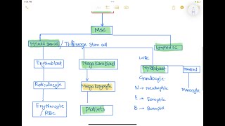 Hematopoiesis haematology 4 First Aid USMLE Step 1 in UrduHindi [upl. by Pelaga212]