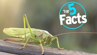 Top 5 Facts About Eating Bugs [upl. by Jagir]