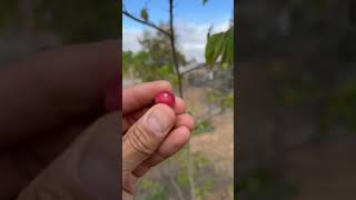 Jamaican Cherry Muntingia calabura  San Diego [upl. by Yeldua]