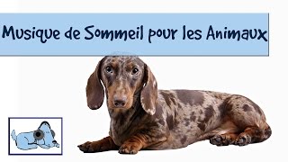 Musique apaisante pour les chiens et les chiots dans le soleil [upl. by Eek312]