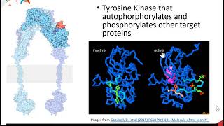 Glycogen Biosynthesis and Metabolism Part 1 of 5 Insulin Signaling [upl. by Corbet]